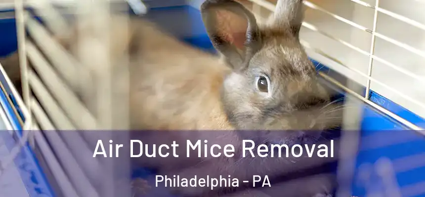 Air Duct Mice Removal Philadelphia - PA